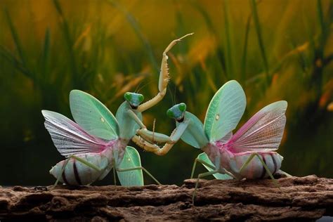 Why Do Praying Mantises Dance? And the Science behind It